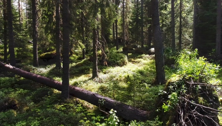 The Great Northern Forest contains 20,000 plant and animal species. Photo: Jari Stahl/Greenpeace
